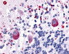 Immunohistochemistry staining of HTR7 in cerebellum tissue using HTR7 Antibody.
