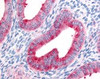 Immunohistochemistry staining of FAP in uterus tissue using FAP Antibody.