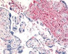 Immunohistochemistry staining of DPP4 in placenta tissue using DPP4 Antibody.