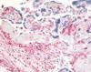 Immunohistochemistry staining of DPP4 in placenta tissue using DPP4 Antibody.