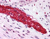 Immunohistochemistry staining of GRM5 in colon, myenteric plexus tissue using GRM5 Antibody.