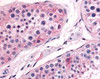 Immunohistochemistry staining of PTGES in testis tissue using PTGES Antibody.