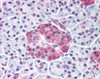Immunohistochemistry staining of WNT10A in pancreatic islet tissue using WNT10A Antibody.