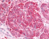 Immunohistochemistry staining of Insulin receptor in pancreas, islet of langerhans tissue using Insulin receptor Antibody.