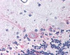 Immunohistochemistry staining of PTGER3 in cerebellum tissue using PTGER3 Antibody.