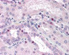 Immunohistochemistry staining of CEBPB in kidney tissue using CEBPB monoclonal Antibody.