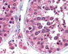 Immunohistochemistry staining of TEGT in testis tissue using TEGT monoclonal Antibody.