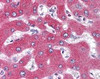 Immunohistochemistry staining of GPR77 in liver tissue using GPR77 Antibody.