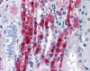 Immunohistochemistry staining of PPP1R1A in kidney tissue using PPP1R1A Antibody.