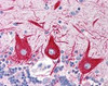 Immunohistochemistry staining of SLC15A1 in cerebellum (formalin-fixed paraffin embedded) tissue using SLC15A1 Antibody.