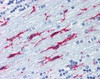 Immunohistochemistry staining of Integrin beta 2 in cerebellum tissue using Integrin beta 2 monoclonal Antibody.