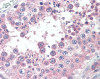 Immunohistochemistry of human testis tissue stained using SLC3A2 Monoclonal Antibody.