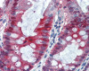 Human colon tissue stained with SOCS3 Antibody at 10 &#956;g/mL followed by biotinylated anti-mouse IgG secondary antibody, alkaline phosphatase-streptavidin and chromogen.