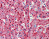 Human liver tissue stained with ALPL Antibody, alkaline phosphatase-streptavidin and chromogen.