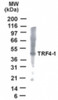 Western blot analysis of POLS in HeLa cell lysate using POLS antibody
