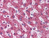 Immunohistochemistry staining of TNFRSF11B in liver formlin-fixed paraffin-embedded) using TNFRSF11B monoclonal Antibody.