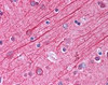 Immunohistochemistry staining of in brain cortex tissue using Antibody.