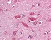 Immunohistochemistry staining of TLR8 in brain cortexTLR8 Monoclonal Antibody.