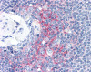 Immunohistochemistry staining of ICAM1 in spleen tissue using ICAM1 monoclonal Antibody.