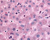 Immunohistochemistry staining of DPP9 in liver tissue using DPP9 Antibody.