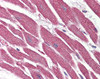 Immunohistochemistry staining of NR1D2 in human heart tissue using NR1D2 Antibody.