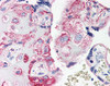 Immunohistochemistry staining of C5AR1 in human placenta tissue using C5AR1 Antibody.