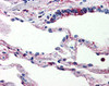 Immunohistochemistry staining of C5AR1 in human lung tissue using C5AR1 Antibody.