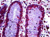 Immunohistochemistry of human colon crypt tissue stained using CDKN2A Monoclonal Antibody.