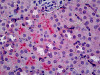 Immunohistochemistry of mouse kidney tissue stained using C5AR Monoclonal Antibody.