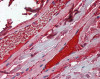 Immunohistochemistry of human vessels tissue stained using Factor 10 Antibody.
