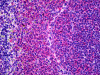 Immunohistochemistry of rat spleen tissue stained using IL-6 Monoclonal Antibody.