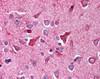 Immunohistochemistry staining of TICAM2 in brain cortex tissue using TICAM2 Antibody.