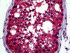 Immunohistochemistry of human testis tissue stained using Tuj1 Antibody.