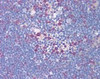 Immunohistochemistry staining of TYMS in thymus tissue using TYMS Antibody.