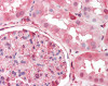 Human kidney tissue stained with DPYSL2 Antibody, alkaline phosphatase-streptavidin and chromogen.