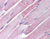 Immunohistochemistry staining of GOT2 in skeletal muscle tissue using GOT2 Antibody.