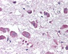 Immunohistochemistry staining of Prepro-orexin in brain, hypothalamus tissue using Prepro-orexin Antibody.