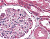 Immunohistochemistry staining of COL18A1 in kidney tissue using COL18A1 Monoclonal Antibody.