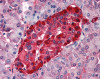 Immunohistochemistry staining of Transthyretin in pancreas tissue using Transthyretin Antibody.