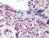 Immunohistochemistry of human placenta tissue stained using PEA3 Monoclonal Antibody.