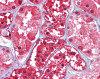 Immunohistochemistry of human kidney tissue stained using GPI Monoclonal Antibody.