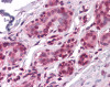 Immunohistochemistry of human breast tissue stained using GATA3 Monoclonal Antibody.