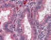 Immunohistochemistry of human uterus tissue stained using Acetylcholinesterase Antibody.