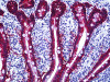 Immunohistochemistry of human Intestine tissue stained using EPCAM Monoclonal Antibody.