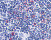 Immunohistochemistry of mouse spleen tissue stained using IL-17 Monoclonal Antibody.