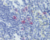 Immunohistochemistry of rat spleen tissue stained using IL-13 Monoclonal Antibody.