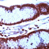 Immunohistochemistry staining of BIRC5 in human stomach tissue using BIRC5 Antibody.
