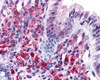 Immunohistochemistry staining of PACRG in colon tissue using PACRG Antibody.
