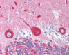 Immunohistochemistry staining of Frequenin in cerebellum tissue using Frequenin Antibody.