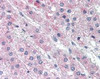 Immunohistochemistry staining of ATG7 in adrenal tissue using ATG7 Antibody.